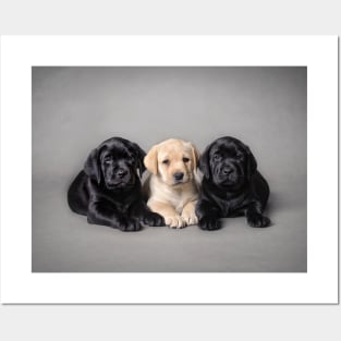 Labrador retriever puppies Posters and Art